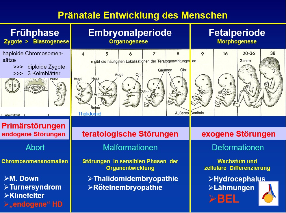 praenatale Entwicklung